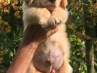 Golden Retriever Puppy