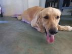 Golden Retriever Female Dog