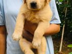 Golden Retriever Female