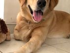 Golden Retriever Female Dog