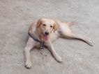 Golden retriever Female dog