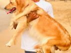 Golden Retriever Female Dog
