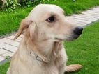 Golden Retriever Female Dog