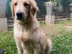 Golden retriever female dog