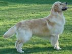 Golden Retriever - Female Dog