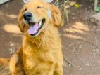 Golden Retriever Female Dog