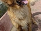 Golden Retriever Female Dog