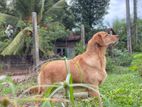 Golden Retriever Female Dog