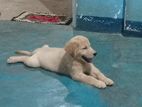 Golden Retriever Female Puppy