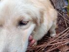 Golden Retriever Female
