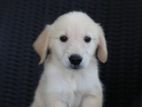 Golden retriever female puppies