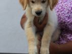 Golden Retriever Female Puppies