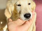 Golden Retriever Female Puppies