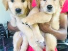 Golden Retriever Female Puppies