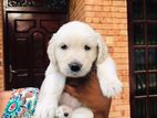 Golden Retriever Female Puppies