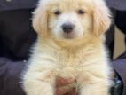 Golden Retriever Female Puppies