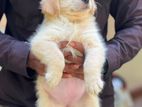 Golden Retriever Female Puppies