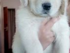 Golden Retriever Female Puppies