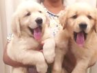 Golden Retriever Female Puppies