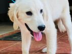 Golden Retriever Female Puppies