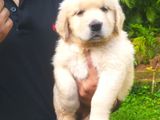 Golden Retriever Female Puppies