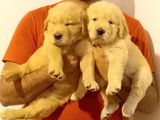 Golden Retriever Female Puppies