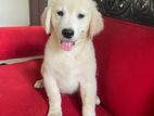 Golden Retriever Female Puppies