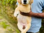Golden Retriever Female Puppies