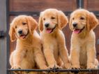 Golden Retriever Female Puppy