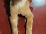 Golden Retriever Female Puppy