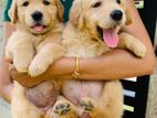 Golden Retriver Puppy