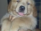 Golden Retriever Female Puppy