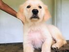 Golden Retriever Female Puppy