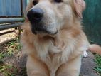 Golden Retriever for Crossing