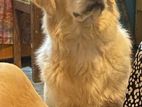 Golden Retriever for Crossing
