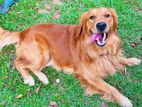 Golden Retriever for Crossing