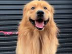 Golden Retriever For Crossing