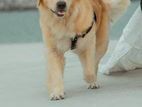 Golden Retriever for Crossing
