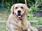 Golden Retriever for Crossing