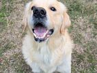 Golden Retriever for Crossing