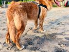 Golden Retriever for Crossing