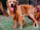Golden Retriever For Crossing