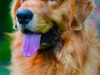 Golden Retriever for Crossing