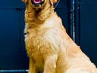 Golden Retriever for Crossing