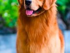 Golden Retriever for Crossing