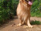 Golden Retriever for Crossing