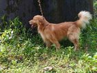 Golden Retriever for Crossing