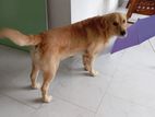 Golden Retriever for Crossing