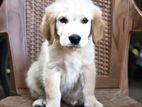 Golden Retriever Puppies