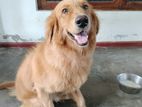 Golden retriever